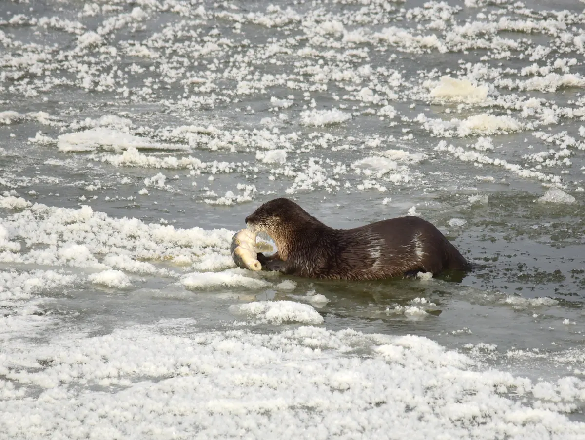 A river otter on slushy river ice eating a fish it has just caught
