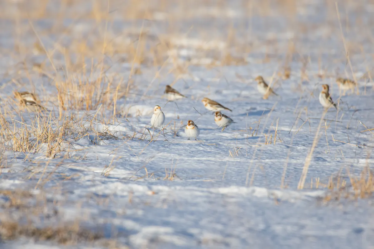 A small flock of snow buntings, white below with brown backs, feeding on snow among dry grass stems