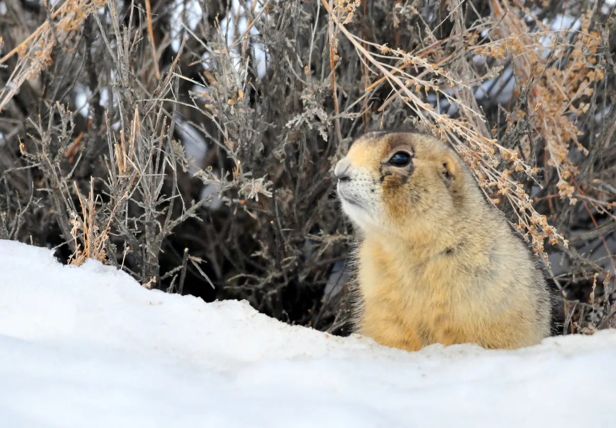 A prairie dog standing at the mouth of its burrow beneath a sagebrush.