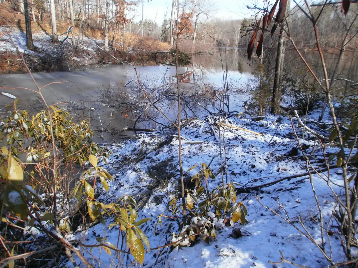 A snow-dusted heap of sticks forming a beaver lodge beside a frozen pond.