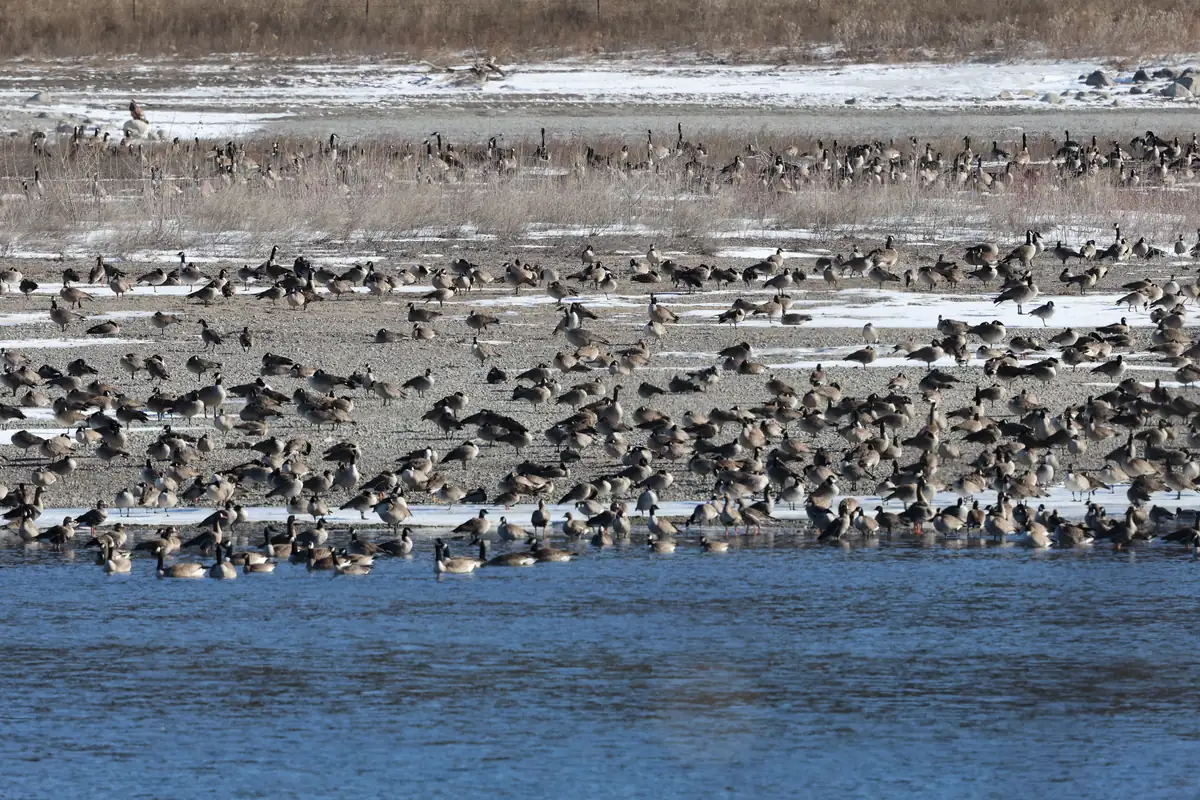 A large flock of Canada geese on a gravel bar and open river water with patches of snow.
