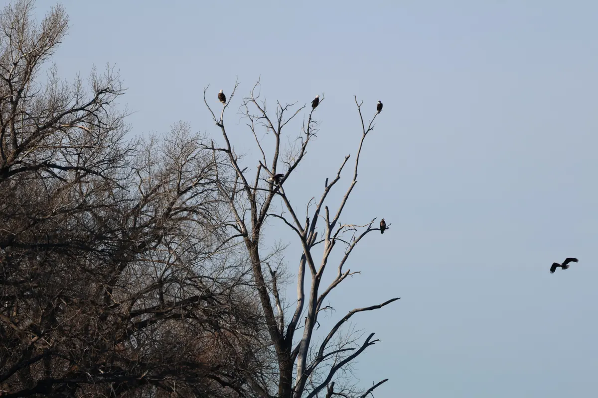Several bald eagles perched high in a tall, leafless cottonwood against a gray-blue sky, with one more eagle flying off to the right.
