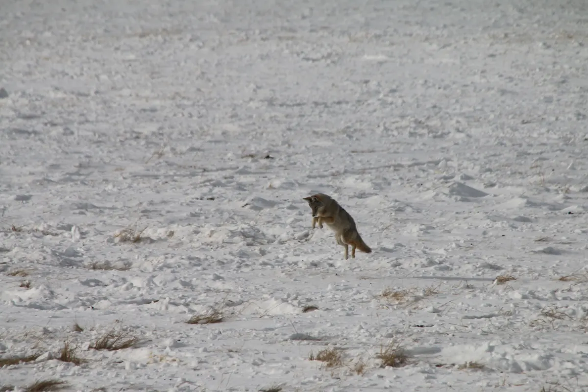 A coyote in mid-leap above a snowy field with scattered dry grass, front paws tucked as it prepares to dive into the snow.