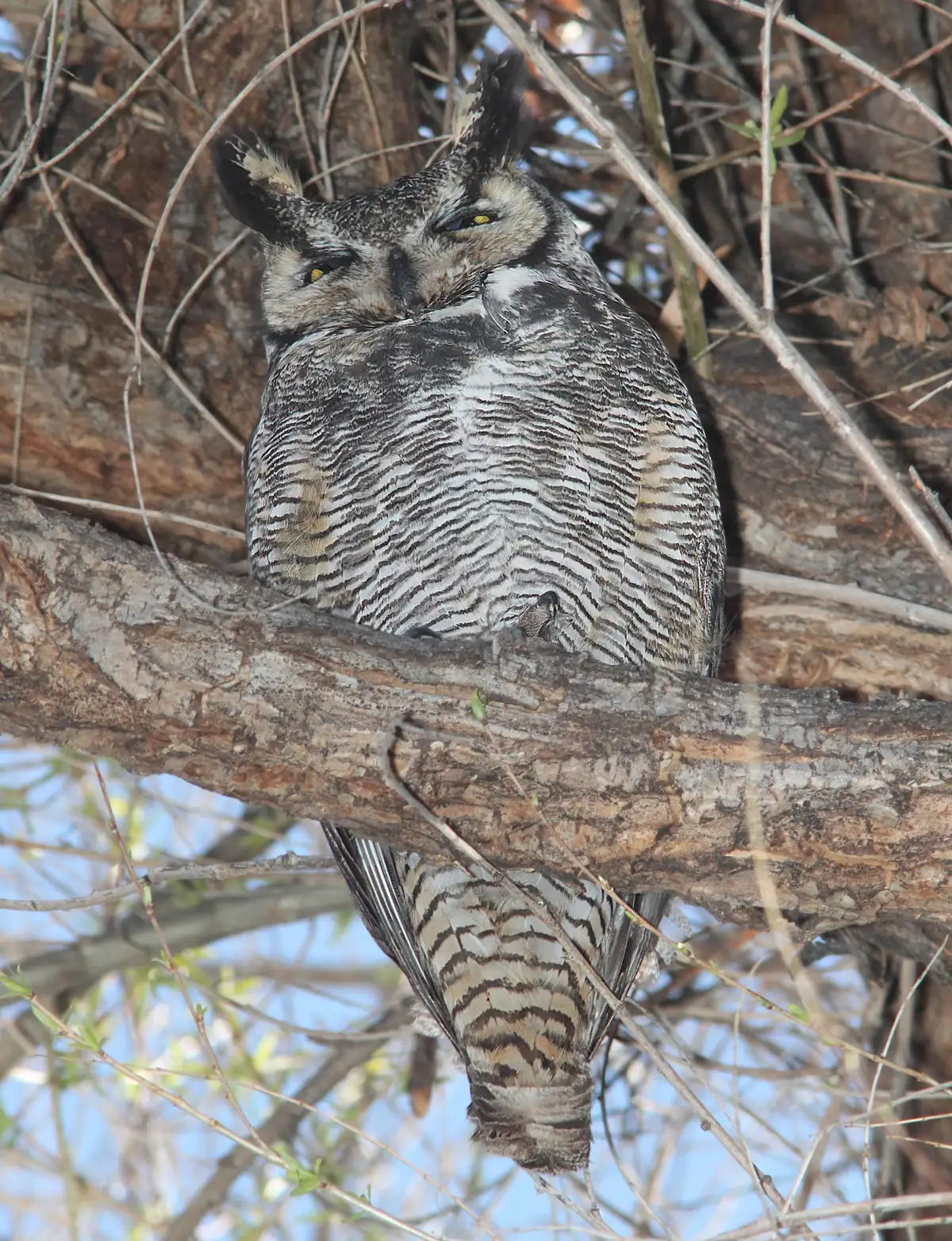 A great horned owl with closed eyes and barred breast perched on a thick branch.