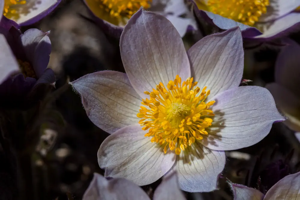 A purple pasqueflower with a bright yellow center
