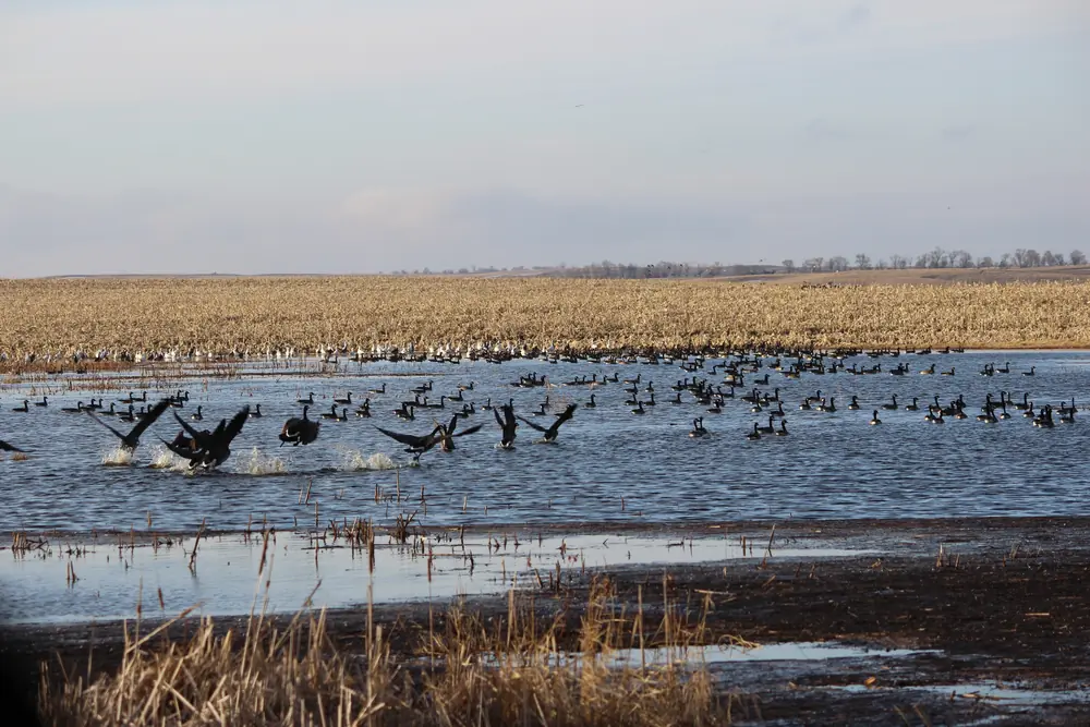 Geese resting and feeding on a temporary pool of snowmelt water