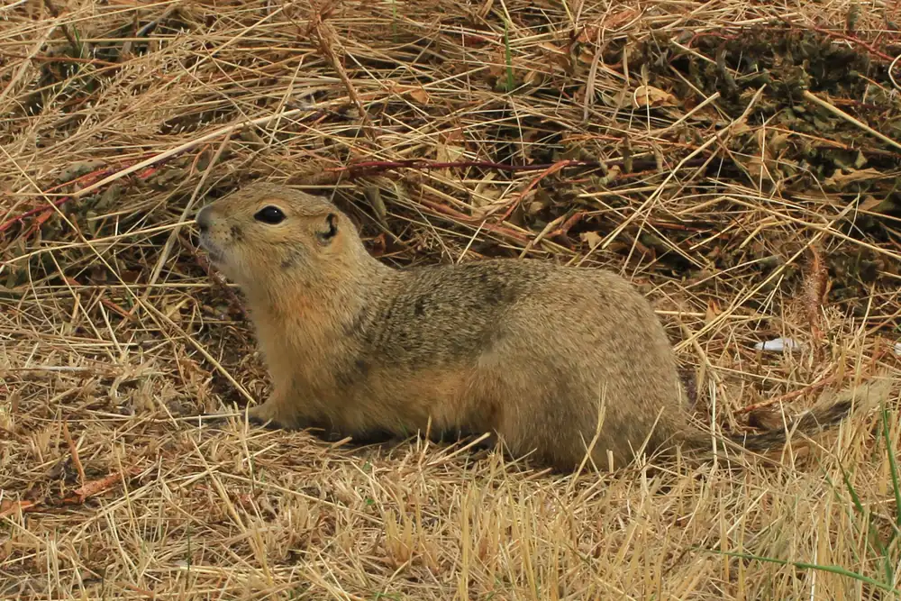 A Richardson's ground squirrel in short grass