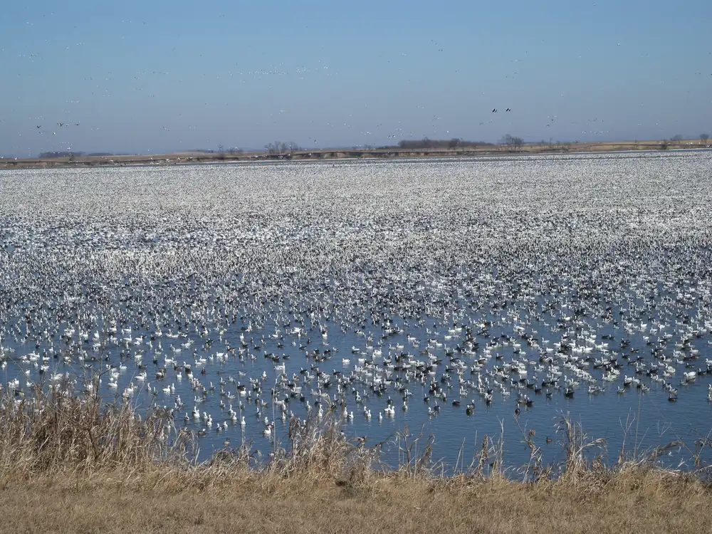 A huge flock of snow geese gathered on a wetland, white birds filling the frame