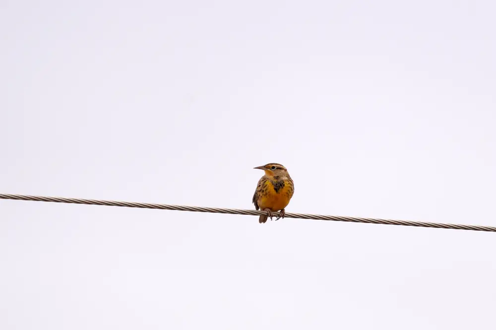 A western meadowlark with a yellow breast perched on a wire