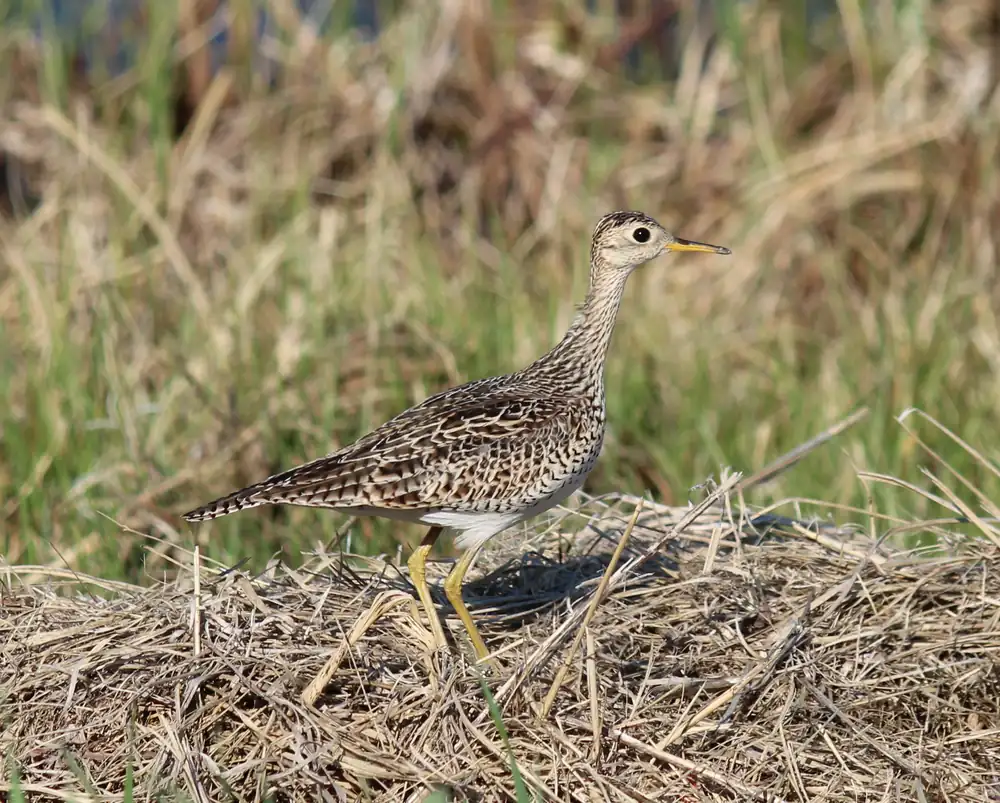 An upland sandpiper standing in short prairie grass with its head raised