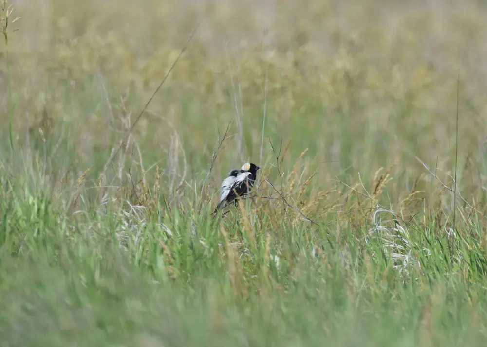 A male bobolink perched on a stem in tall grass with black underparts and a pale nape