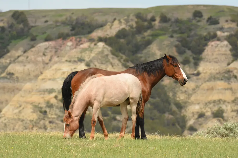 A brown wild horse mare standing beside a small white foal on open ground