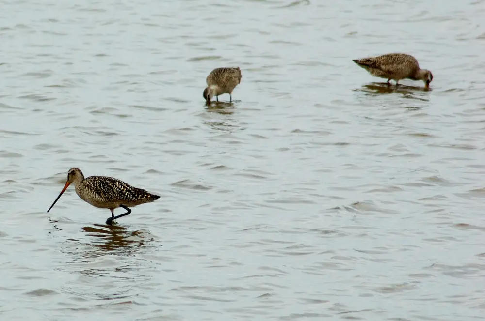 Two marbled godwits with long, slightly upturned bills standing in shallow water