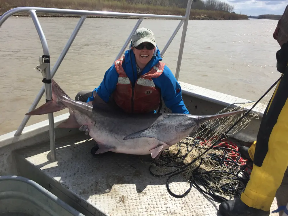 A paddlefish with a long paddle-shaped snout held out of the water after being sampled