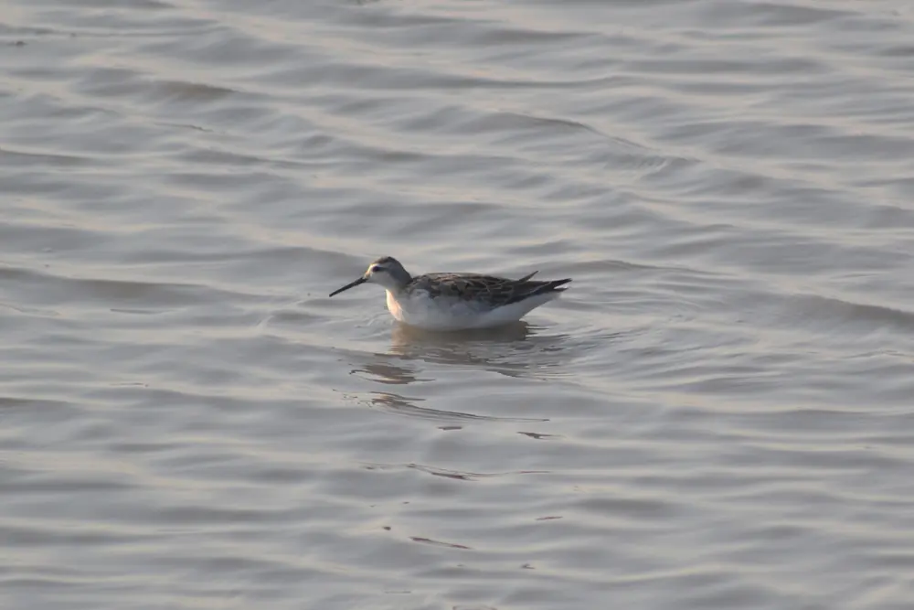 A Wilson's phalarope feeding at the edge of shallow water