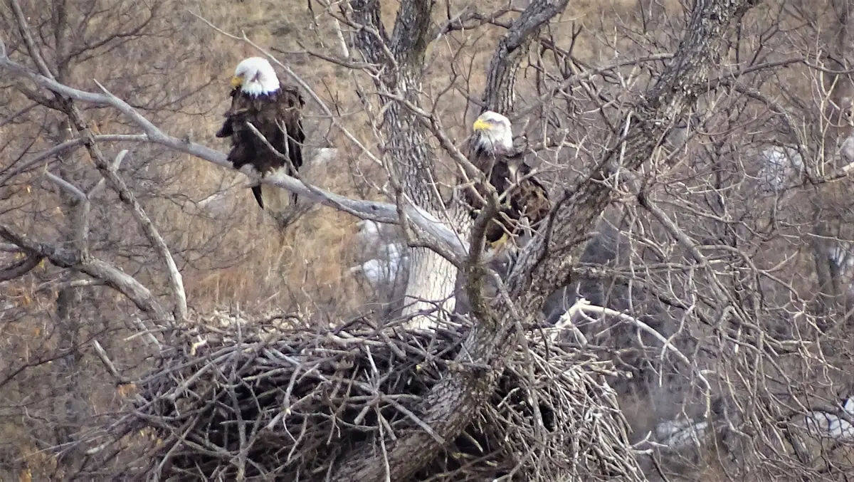 Two adult bald eagles with white heads perched in bare, leafless cottonwood branches above a large stick nest.
