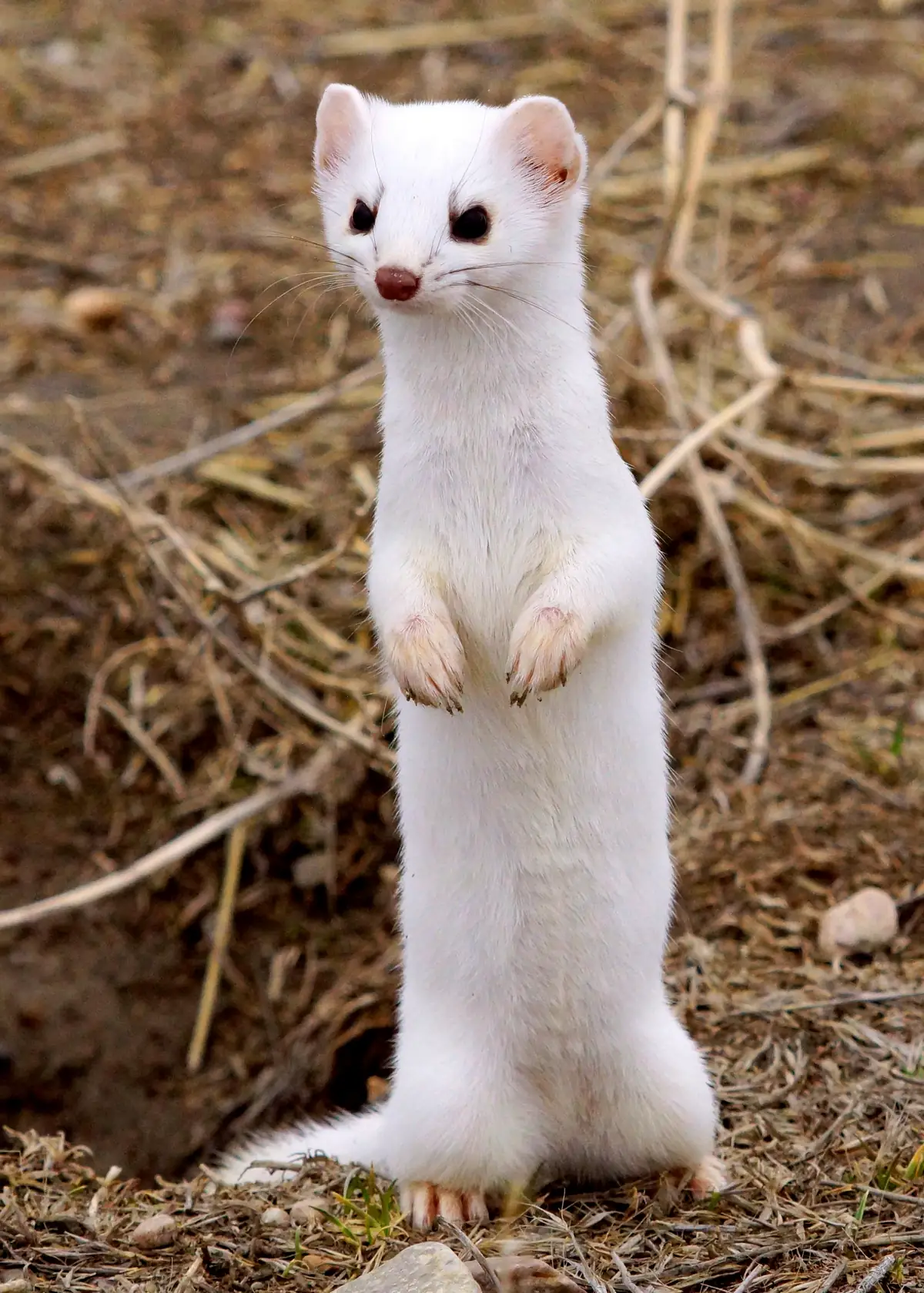 An all-white long-tailed weasel standing upright on its hind legs beside a burrow in dry brown grass.