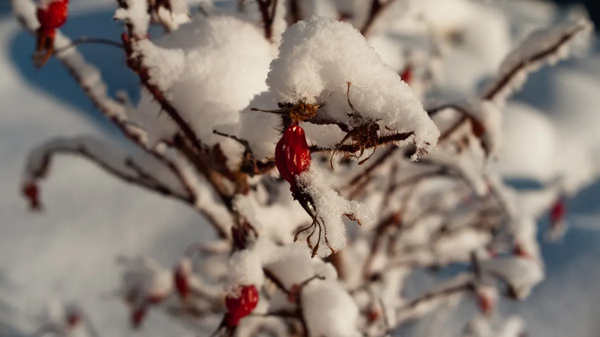 Red wild rose hips on thorny stems capped with fresh snow.