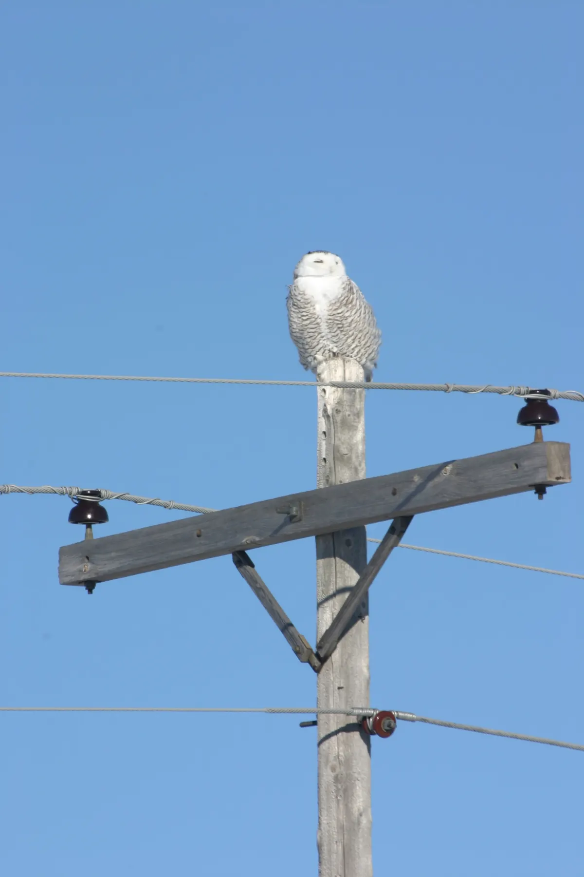 A barred white snowy owl perched on top of a weathered wooden utility pole against a clear blue sky.