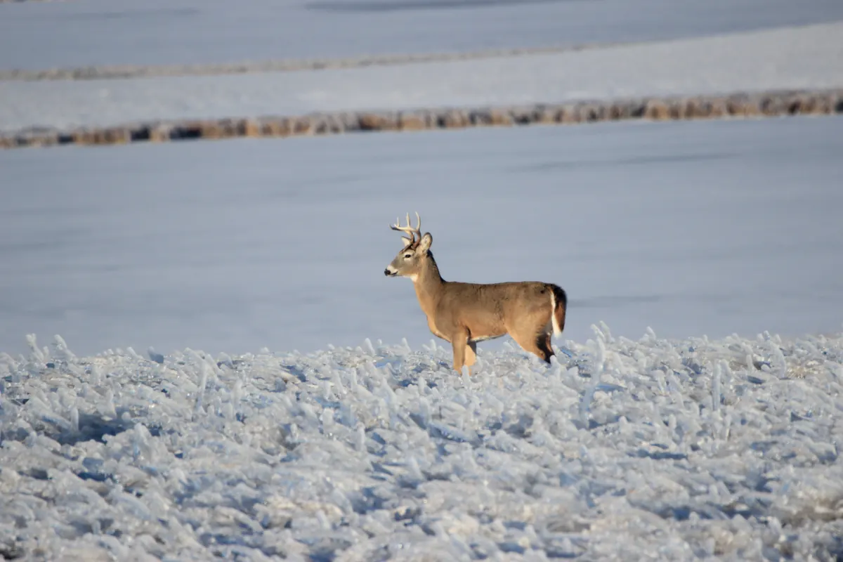 A white-tailed deer buck with small antlers standing on ice-crusted ground in a pale, frozen landscape.