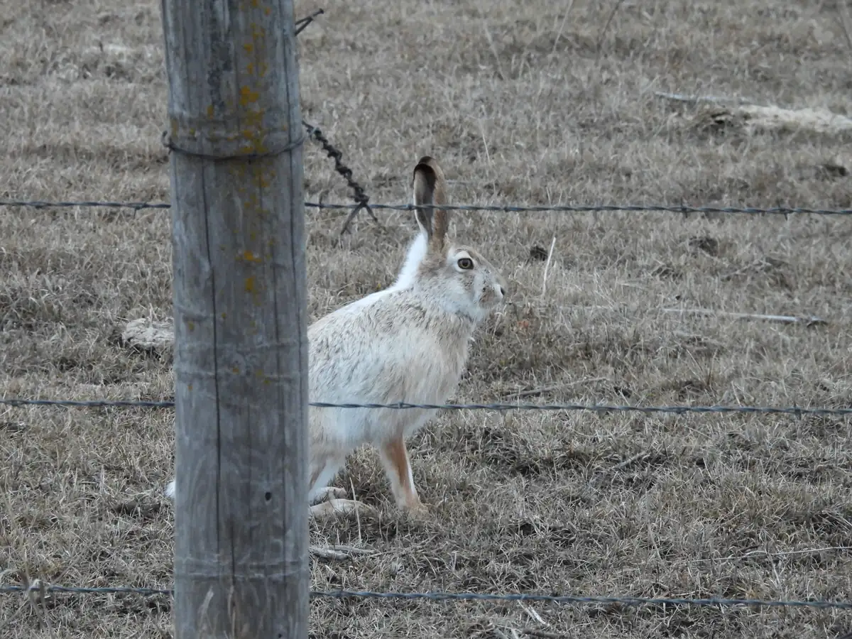A white-tailed jackrabbit in a mostly white winter coat sitting in brown, snowless grass behind a barbed-wire fence post.