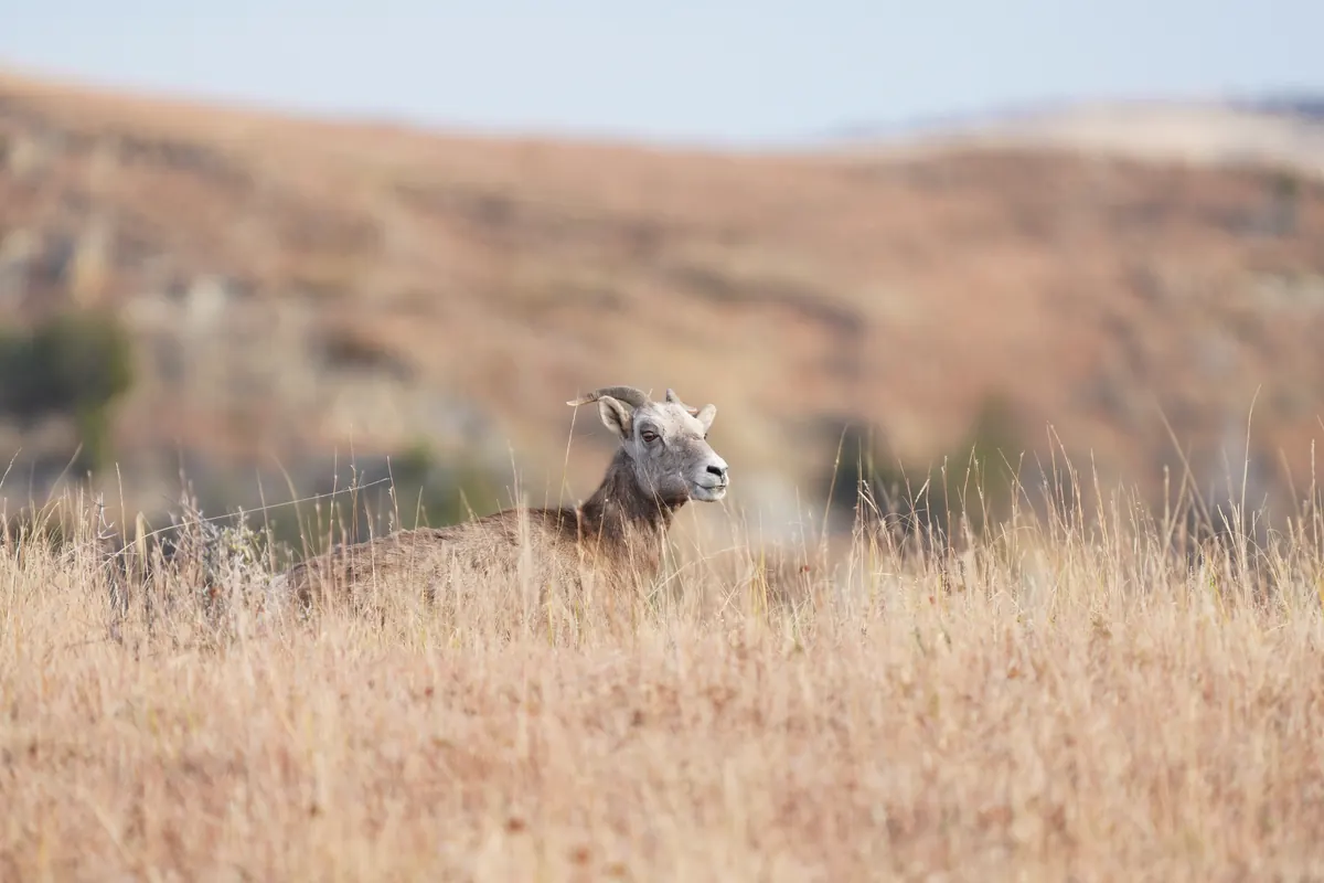 A bighorn sheep with short curved horns peering over tall golden grass on a badlands slope.