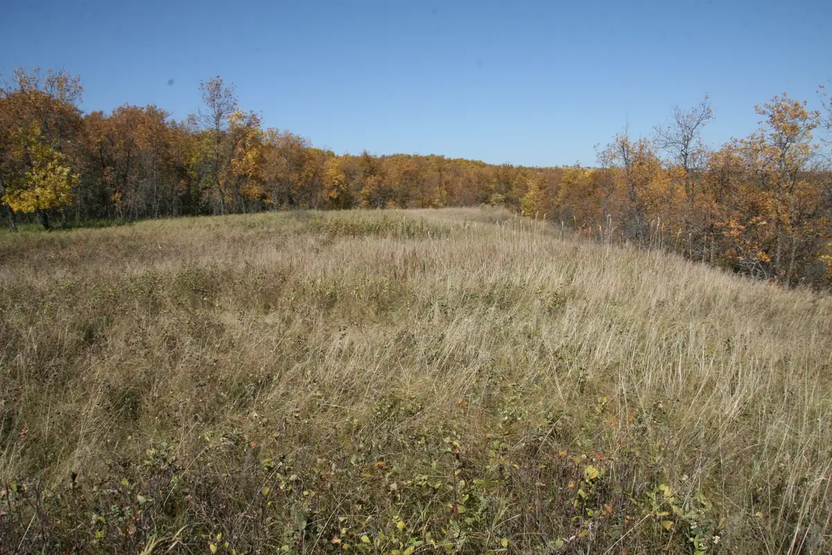 A tan prairie meadow edged by a wooded draw of yellow, orange and green trees under a clear blue sky.
