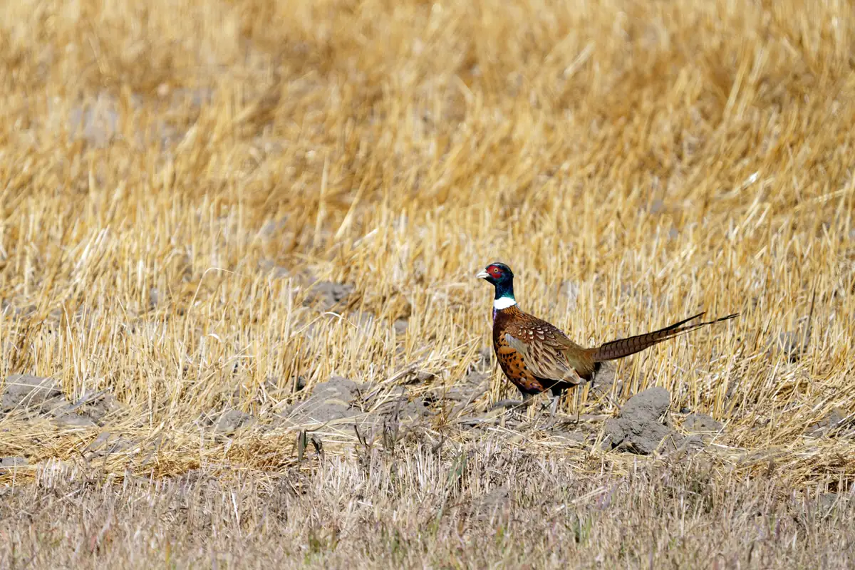 A male ring-necked pheasant with a green head, red face and white neck ring walking through golden crop stubble.