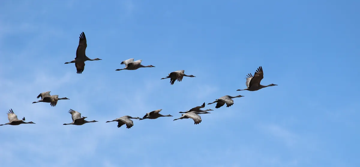 A line of about a dozen sandhill cranes flying with necks outstretched against a blue sky.