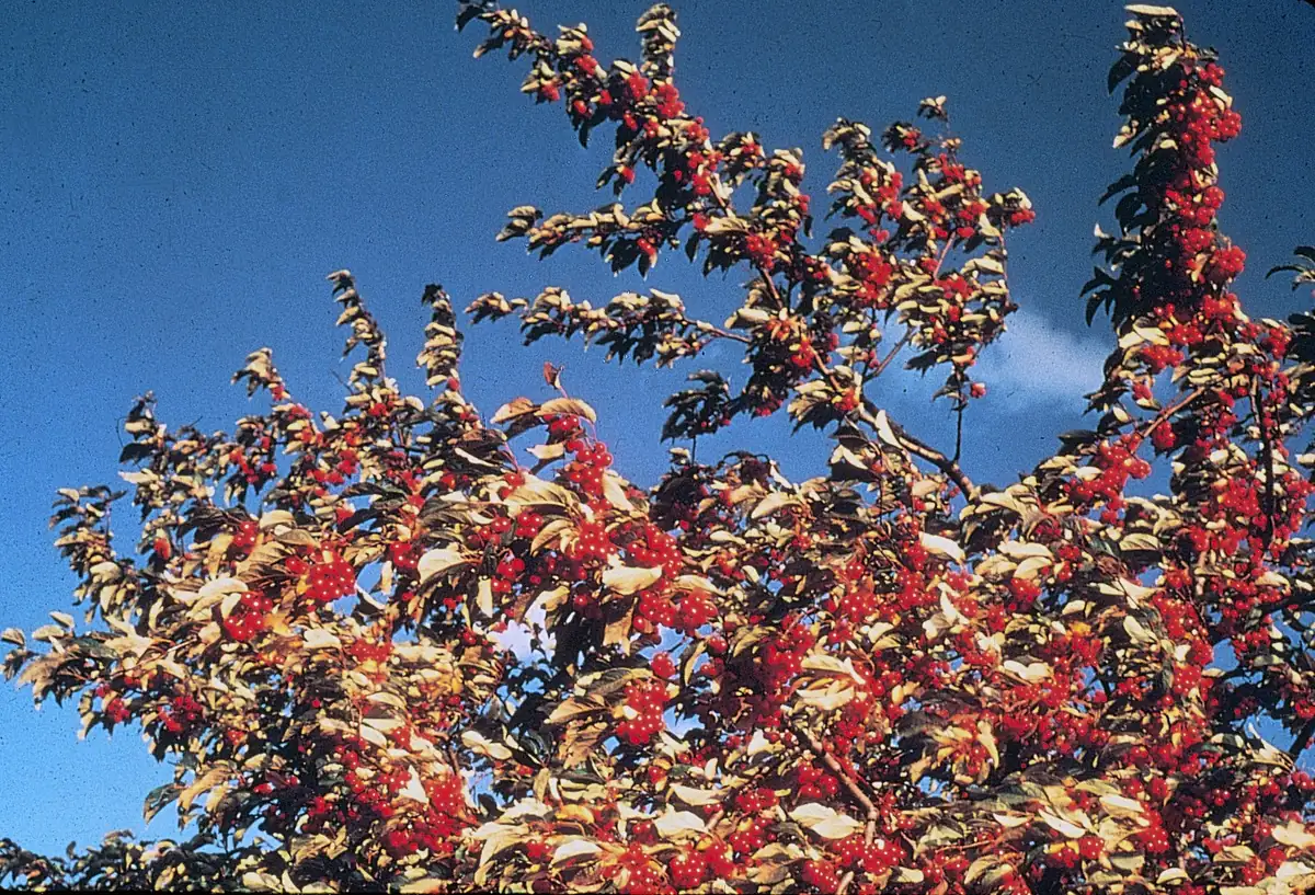 A silver buffaloberry shrub heavy with clusters of small red berries among silvery-green leaves against a deep blue sky.
