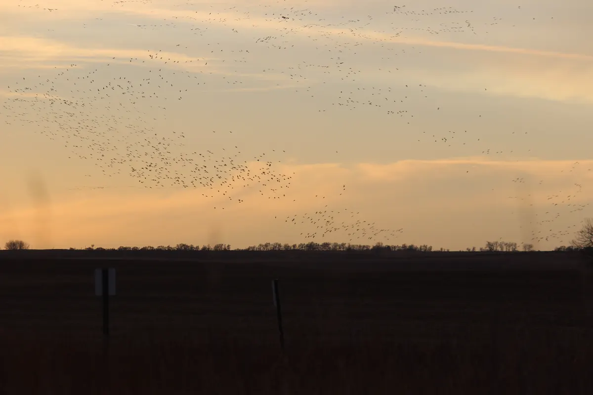 A huge, loose flock of snow geese scattered across an orange evening sky above dark, flat farmland.