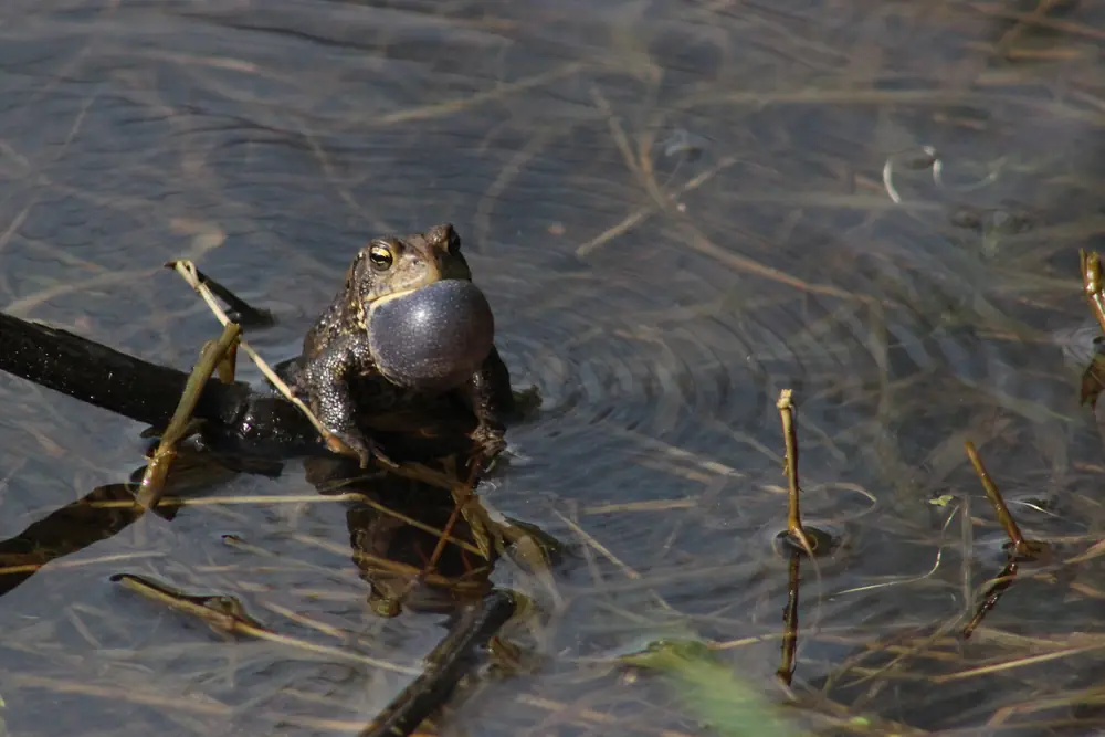 A male American toad floating in shallow water with its dark throat sac inflated as it calls.