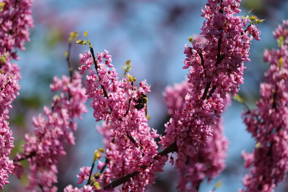 Dense clusters of magenta-pink eastern redbud flowers along bare twigs with a bumblebee visiting one cluster.