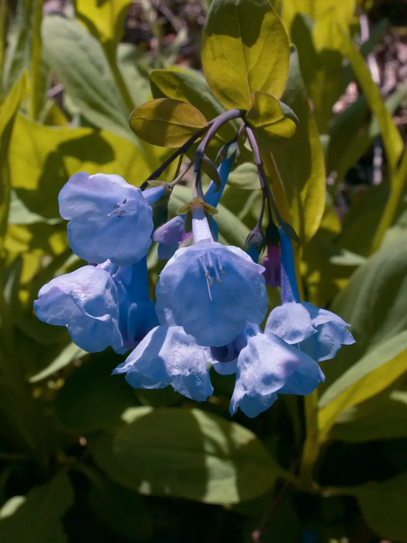 Clusters of blue Virginia bluebell flowers and pink buds on leafy stems in a floodplain woodland.