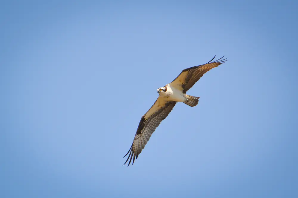 An osprey in flight against a clear blue sky, seen from below with wings spread and head turned.