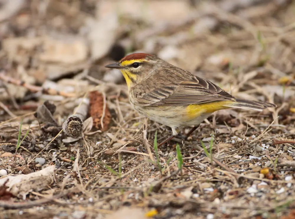 A palm warbler with a rusty cap and yellow eyebrow standing on bare ground among twigs and small stones.
