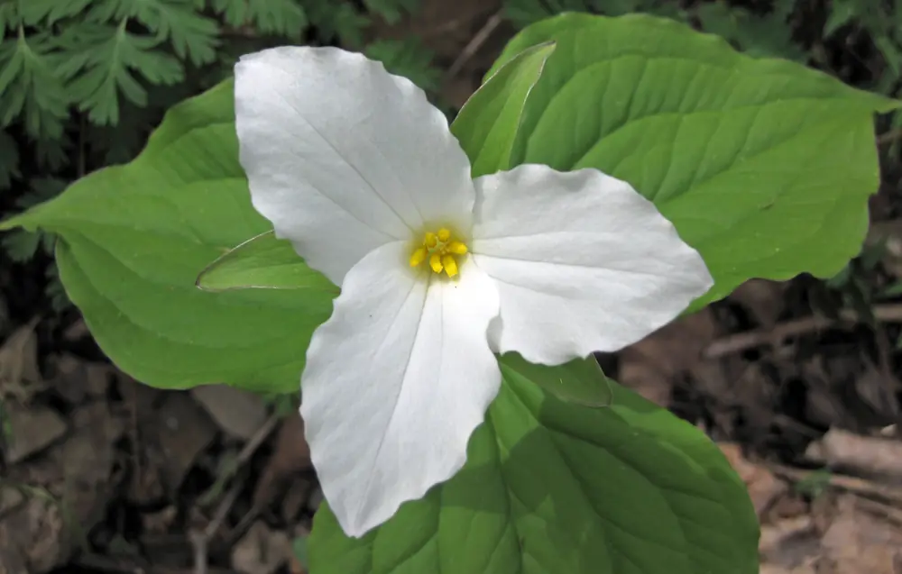 A large white three-petaled trillium flower above a whorl of three green leaves on a woodland floor.