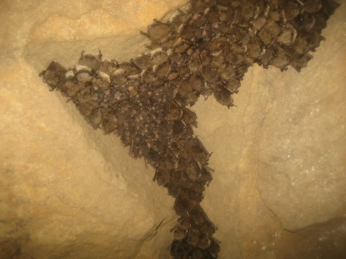 A tight cluster of small brown bats hibernating on a rock ceiling underground.