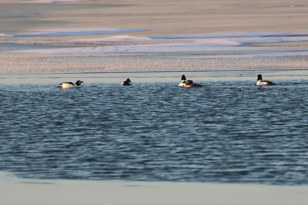A group of black-and-white common goldeneye ducks resting on open gray water.