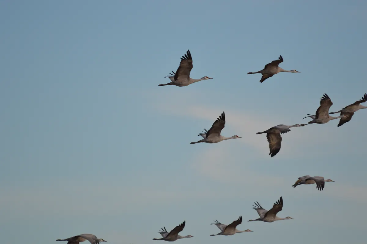 A loose flock of gray sandhill cranes flying with necks stretched out against a pale blue sky.