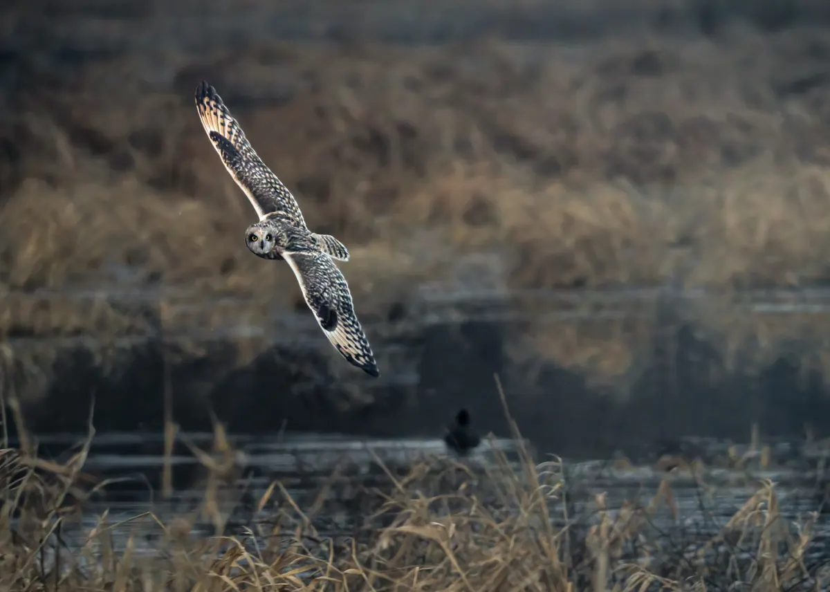 A tawny, streaked short-eared owl flying low over water with its long wings spread wide.