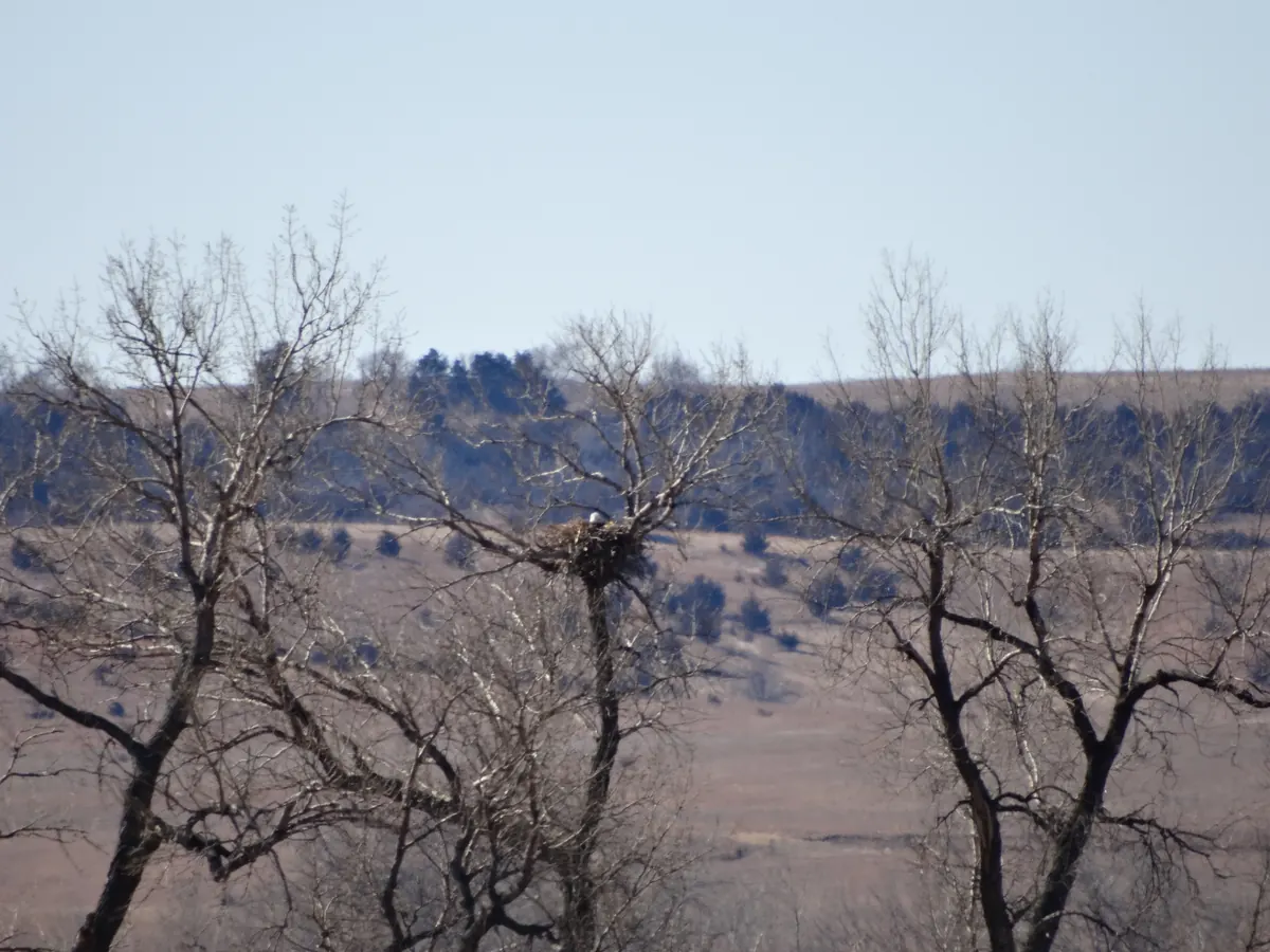 A large stick nest high in a bare tree, with the white head of a bald eagle just showing above the rim, against a pale late-winter sky.