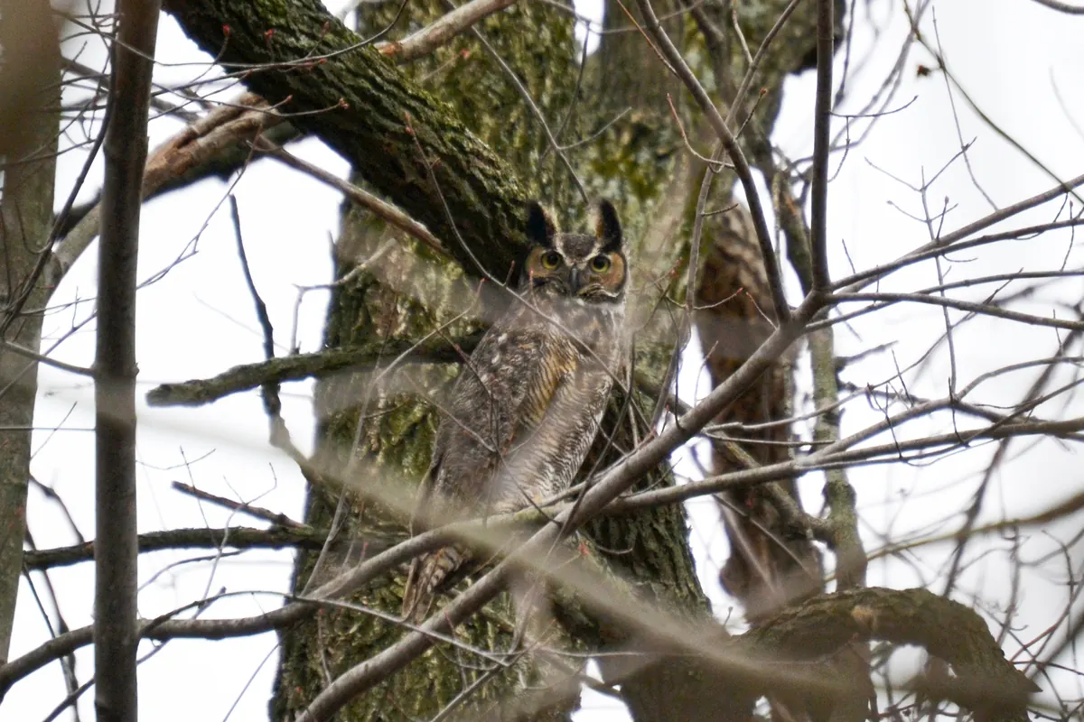 A great horned owl with ear tufts perched against a trunk among bare branches.