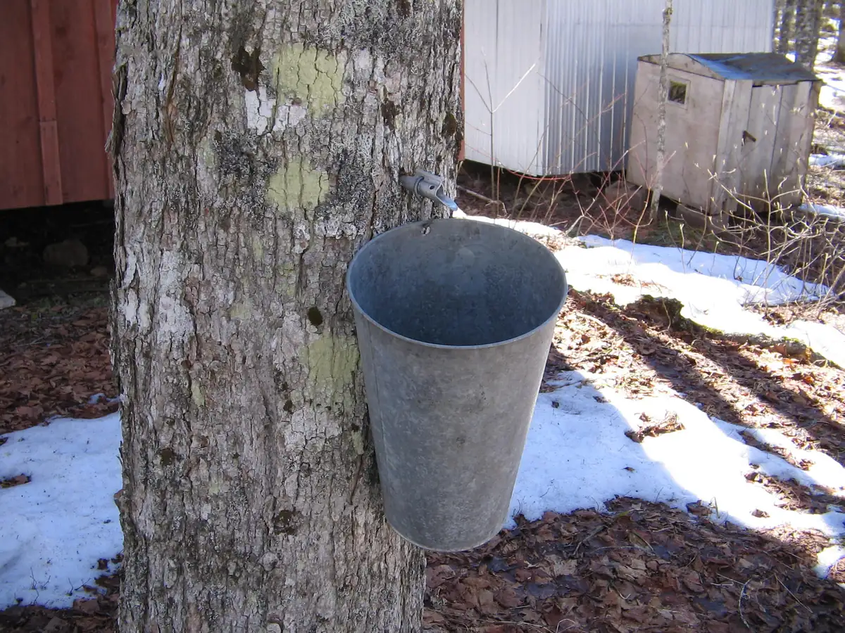 A metal sap bucket hanging from a spout tapped into the gray, lichen-spotted trunk of a maple, with patches of melting snow and a small wooden shed behind.