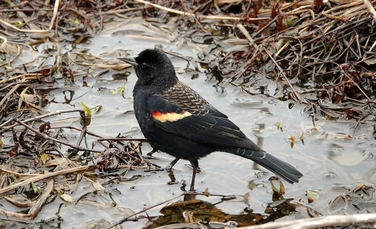 A male red-winged blackbird with glossy black feathers and a red and yellow shoulder patch wading in shallow water among dead stems.