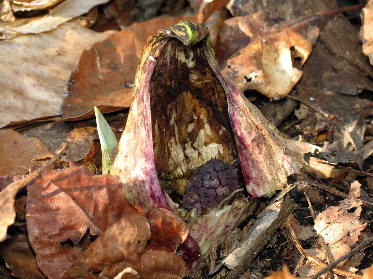 A curled, maroon-streaked skunk cabbage hood opening to show a knobby purple flower head, rising from brown fallen leaves beside a single pale shoot.