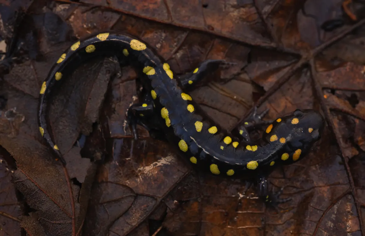 A glossy black salamander with two rows of round yellow and orange spots lying on wet brown leaves.