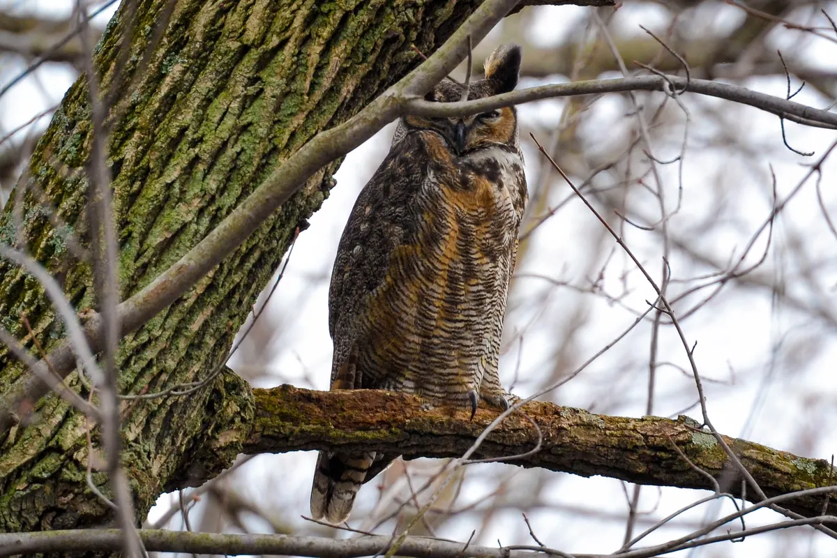 A great horned owl perched upright on a branch in a bare tree.