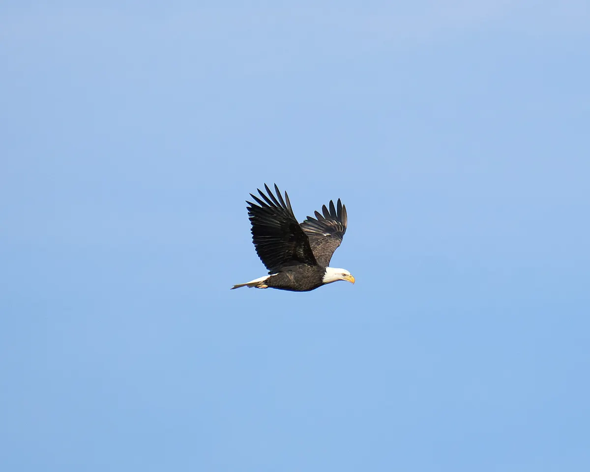 A bald eagle in flight with wings raised against a clear blue sky.