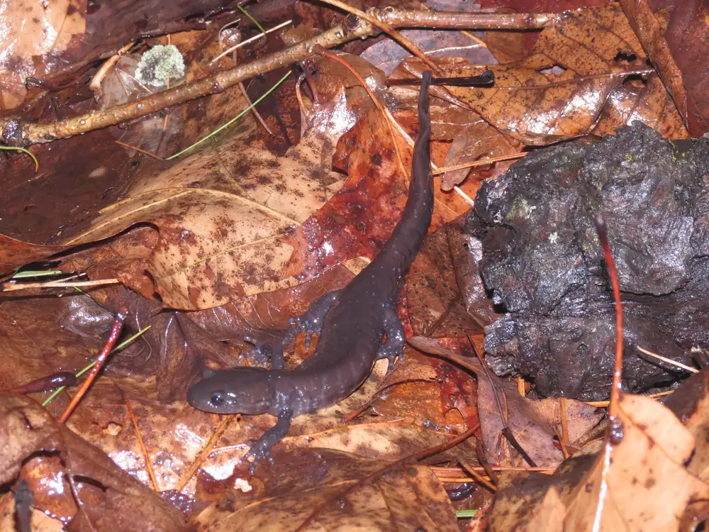 A dark Jefferson salamander crawling over wet, brown leaf litter beside a log.